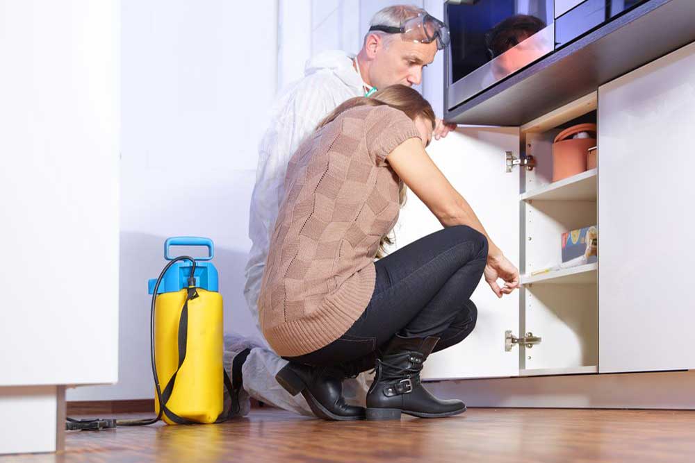 Mold-Inspection-Work