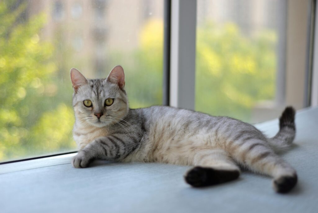 Pet-Proof Your Home